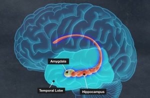 The brains hippocampus: the brain region that records our lives as they unfold