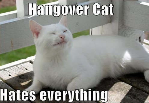 hangover_cat_12