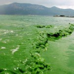 Blue Algae Hangover Cure