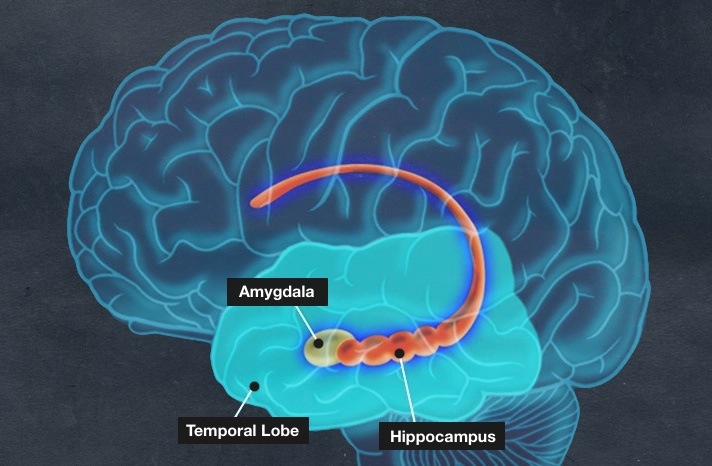 What Happens To Your Brain When You Blackout On Alcohol 