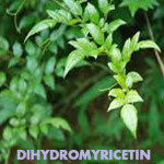 dihydromyricetin tree