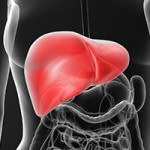 what alcohol does to the liver